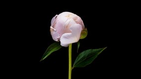 Beautiful white Peony on black background. Blooming peony flower open, time lapse, close-up. Wedding backdrop, Valentine's Day concept. UHD video timelapse
