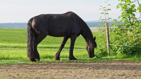Friesian horse in the pasture. Beautiful friesian horses with long mane.