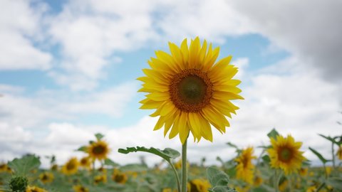 View of the field with sunflowers: stockvideo