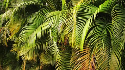 Top view of large green leaves of areca palm trees sway in the wind on a tropical island. Beautiful nature background