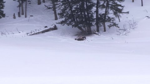 distant shot of wolves feeding on an bull elk kill during a winter snow storm in yellowstone national park of wyoming, usa