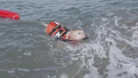 Slow motion of a labrador retriever dog training at sea. Rescue dog training