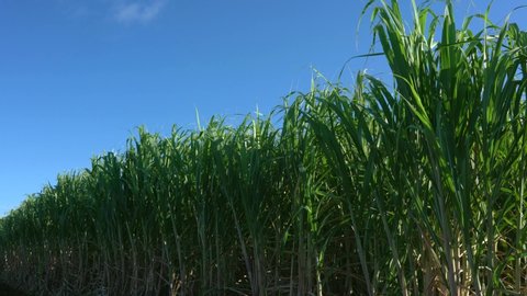 Sugar Cane Field in Miyako island, Okinawa, Japan
