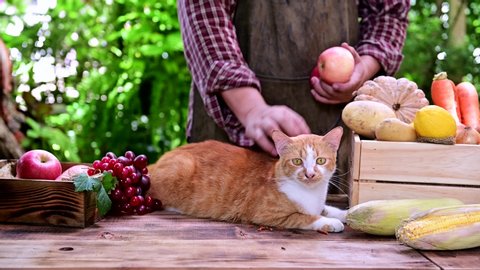 Cat with Farmer checking organic fruit and vegetable in Autumn season. Fall harvest cornucopia agriculture. Thanksgiving day.