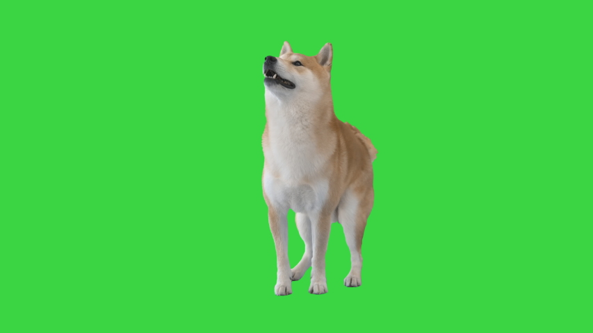 Red shiba inu sitting down on a Green Screen, Chroma Key.