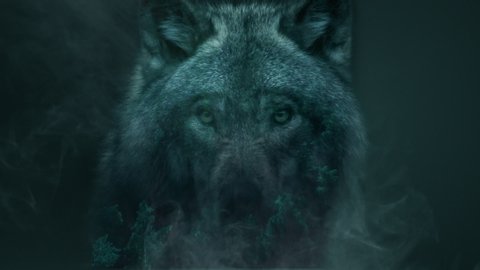 Wolf and forest, double exposure composite. Concept of wildlife, nature, woods, conservation, protection