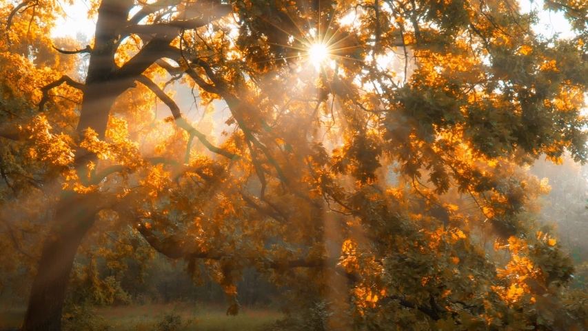 Morning in autumn forest. Sun rays break through the golden and orange foliage of magnificent autumn tree. Magical autumn landscape. | Shutterstock HD Video #1056910250