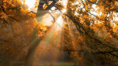 Morning in autumn forest. Sun rays break through the golden and orange foliage of magnificent autumn tree. Magical autumn landscape.