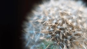 Close-up macro shooting of a dandelion video