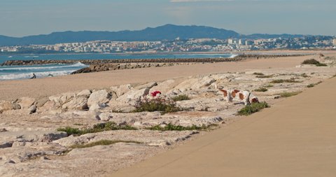Basset hound dog walking near the beach of Lisbon, Portugal on a sunny day. Slow motion, BMPCC 4K.
