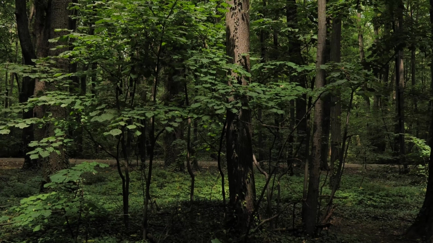 Dark and dense spooky forest. Smooth left to right panning shot. Romainian landscape