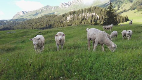 male sheep on a meadow in the swiss alps
