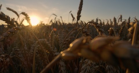 Golden Sunset Over Wheat Field. Ears of Golden Wheat Close Up. Beautiful Nature Sunset Landscape. Rural Scenery Under Shining Sunlight. Slow Motion Closeup. Landscape Summer Field Sun Sky Nature.