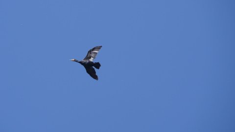 Slow Motion. Birds Geese Flying in Formation, Blue Sky. Migrating Greater Cormorant Birds Flying in Formation. 