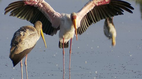 A medium shot of a Yellow-billed Stork as it stands in the water with its wings wide open.