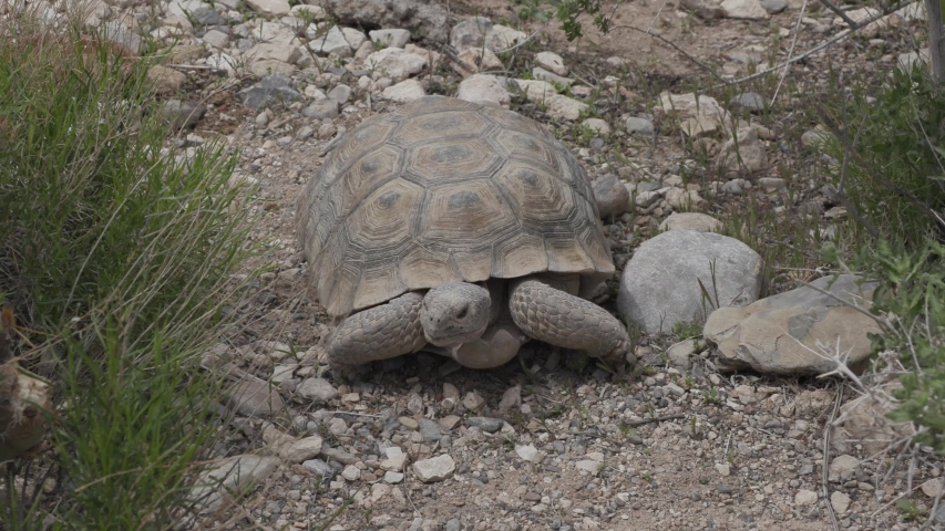 Desert Tortoise - Gopherus agassizii image - Free stock photo - Public ...