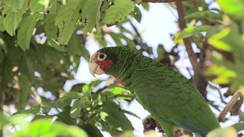 Cayman Islands Parrot or Cuban AmazonMoving Away Leaving Native Species