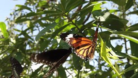 Monarch butterfly in its natural habitat during spring in India - white, orange, brown & black patterned - two butterflies slow motion