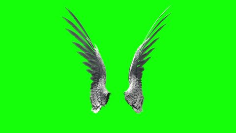Pair of bird / angel wings flapping on a green screen for chroma key mate.