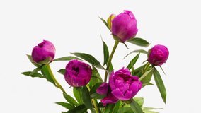 Beautiful pink peony flowers bouquet background. Blooming roses flower open, time lapse, close-up. Wedding backdrop, Valentine's Day concept. Bouquet on white backdrop, closeup. 4K UHD timelapse
