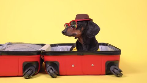 Funny dachshund dog in sunglasses and cowboy hat is packing suitcase for vacation in hot sunny country, sitting in open bag, looking around, barking and running away, yellow background.