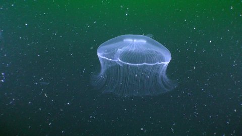 Common jellyfish (Aurelia aurita) slowly floats against the background of a dark water column rich in plankton.