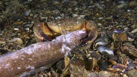 Warty crab or Yellow shore crab (Eriphia verrucosa) eats dead fish, then slowly leaves the frame.