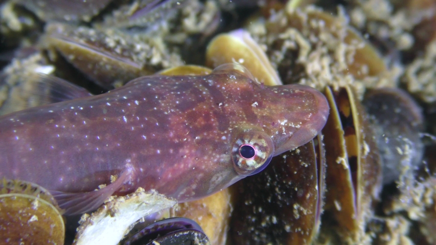 Funny fish Connemarra clingfish (Lepadogaster candolii) on a stone overgrown with mussels, turns its eyes, close-up.