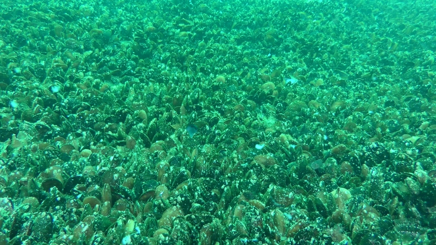 Large bottom settlement Mussel (Mytilus edulis), wide shot.