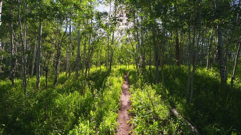 Forest meadow point of view walking on Sunnyside Trail in Aspen, Colorado in Woody Creek neighborhood in morning of early 2019 summer with dirt road path