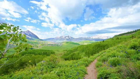 Handheld panning point of view walking hiking by many lupine flowers on Snodgrass trail with view of Mt Crested Butte, Colorado ski village in summer