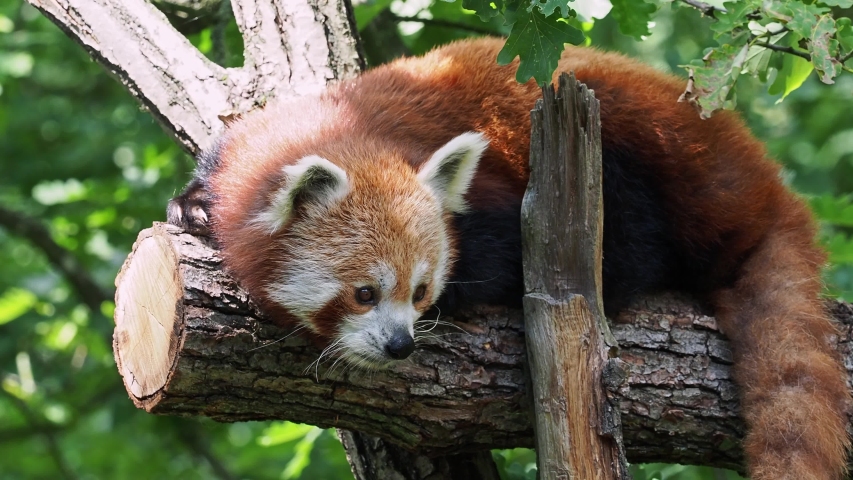 Cute Red Panda - Ailurus Fulgens In A Tree Image - Free Stock Photo ...