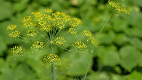Blooming fennel in a garden and flying insects. Yellow black hoverfly on fennel flowers