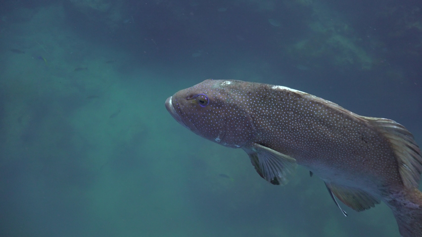 The coral trout, leopard coral grouper, or leopard coral trout (Plectropomus leopardus comes to the camera extremely close and then was was stroked by a diver  Royalty-Free Stock Footage #1056943700