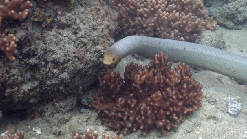 Olive Sea Snake swimming along Great Barrier Reef - Slowmotion