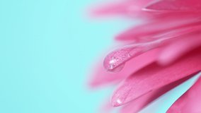Beautiful colored gerbera daisy with water drops falling. Super slow motion shot at 1000 fps - Powered by Shutterstock - Get 15% off with code: PIKWIZARD15