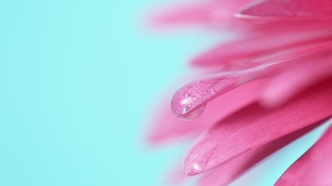 Beautiful colored gerbera daisy with water drops falling. Super slow motion shot at 1000 fps