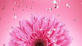 Beautiful colored gerbera daisy with water drops falling. Super slow motion shot at 1000 fps - Powered by Shutterstock - Get 15% off with code: PIKWIZARD15