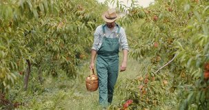 Competent gardener in summer hat walking with wicker basket full of peaches at plantation. Bearded man working during summer season at fruit garden.