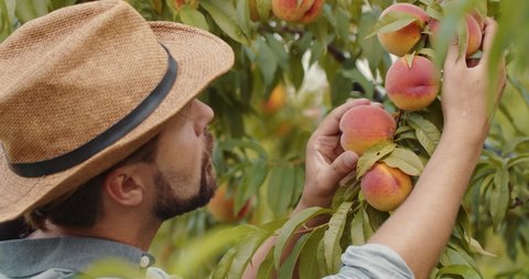 Close up of professional farmer in hat working at green garden and checking young peaches. Bearded man cultivating organic fruits during summer time.