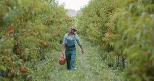 Full length portrait of competent gardener in overalls and hat walking at private peach garden and checking quality of fresh fruits. Concept of farming and harvest.