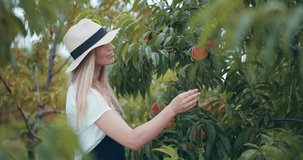 Attractive woman in trendy summer hat picking delicious peaches from trees. Happy farmer smelling and tasting fresh fruits at private garden.