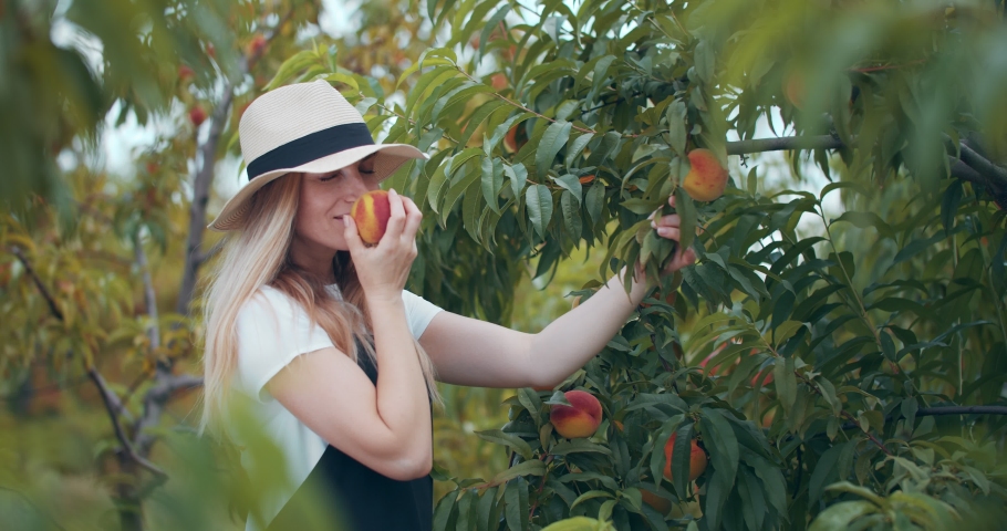 Attractive woman in trendy summer hat picking delicious peaches from trees. Happy farmer smelling and tasting fresh fruits at private garden.