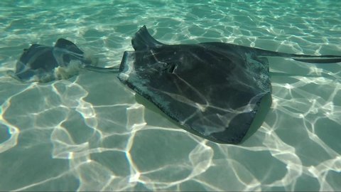 Underwater shot of Stingray at Stingray City Sandbar in Grand Cayman, Cayman Island.