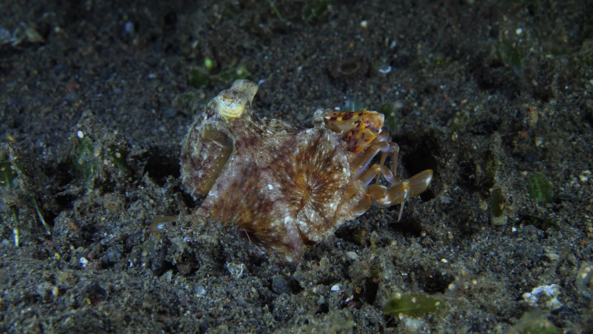 OCTOPUS-KILLS-CRAB Footage, Videos and Clips in HD and 4K - Avopix.com