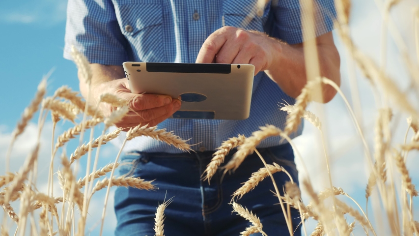 old senior man farmer with digital tablet working in field smart farm in a field with wheat. agriculture concept. working in field harvesting crop. old senior farmer is engaged in farm agriculture Royalty-Free Stock Footage #1056962084