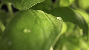 Zoom out slow macro video of water drop on basil leaf. Shot with RED helium camera in 8K