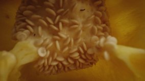 Zoom out macro video of cut yellow pepper. Shot with RED helium camera in 8K