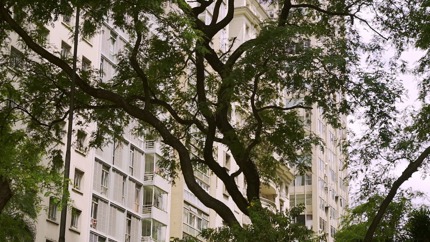 B roll of a tree in front of bege and white building in the center of São Paulo city in Brazil. Good contrast between nature and urban.