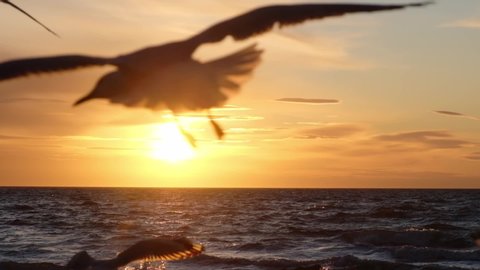 Seagulls silhouettes flying in slow motion close to camera with sea at the background at sunset